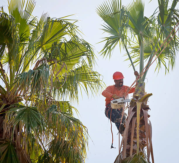 Residential Tree Removal